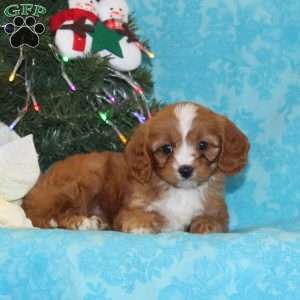 Elk, Cavapoo Puppy